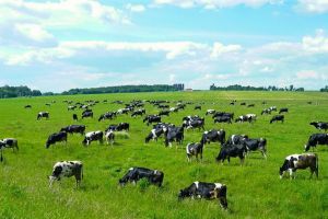 Пастбищная смесь с овсяницей красной (ВСТ-1)