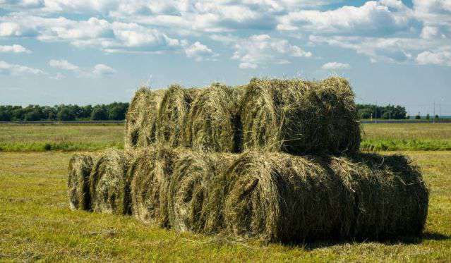 Сенокосные смеси КТ (ВСТ 5)