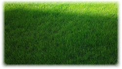 Газонная смесь "Для затемненных мест"