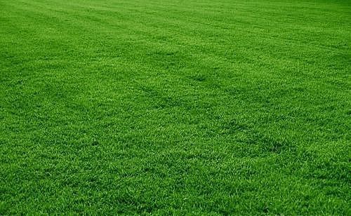 Газонная смесь "Спортивная"