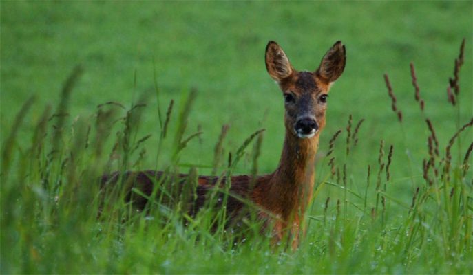 Пастбищная смесь для диких животных