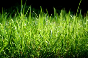 Газонная смесь "Универсальная"