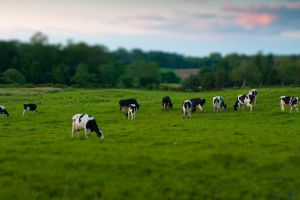 Пастбищная смесь с мятликом луговым (ВСТ-2)