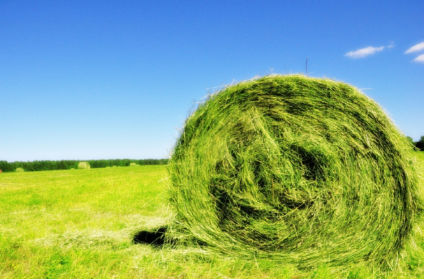 Пастбищно-сенокосная смесь КТРФ (ВСТ-3)