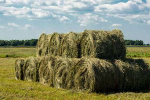 Сенокосные смеси КТ (ВСТ 5)