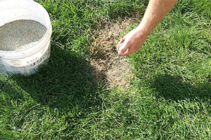 Газонная смесь "Для ремонта"