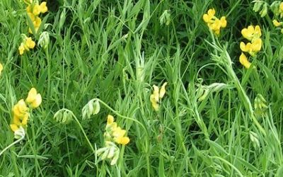 Перспективные травяные культуры: резервы и преграды