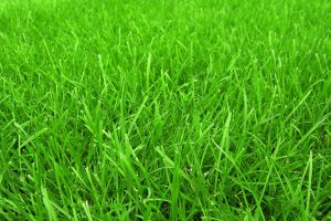 Газонная смесь "Ультра"