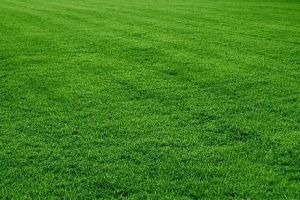 Газонная смесь "Спортивная"