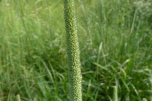 Многокомпонентные смеси индивидуального состава